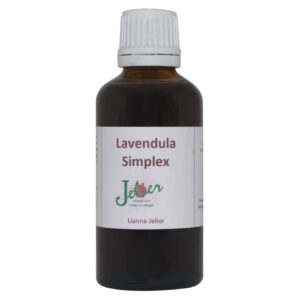 Lavendula Simplex